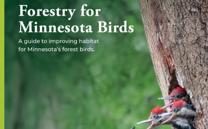 Forestry for Minnesota Birds Workshop